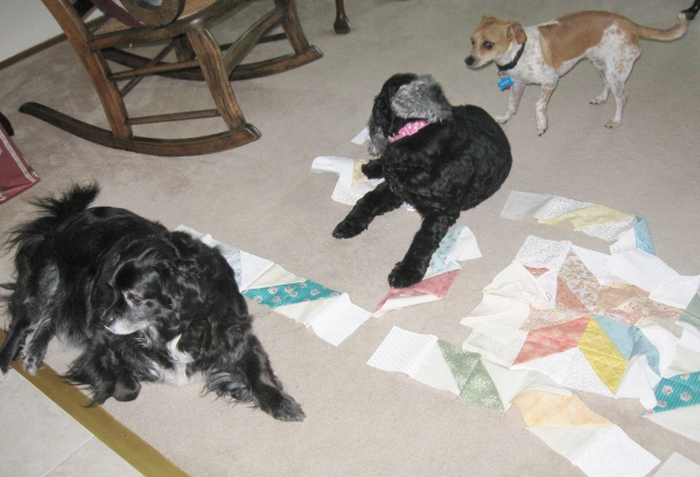 dogs in unfinished quilt blocks