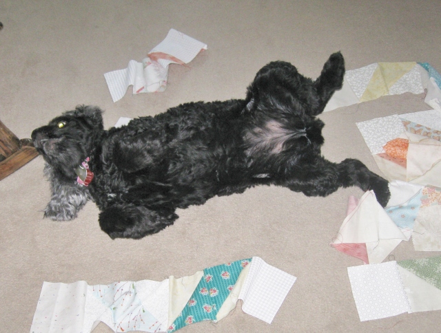dog playing in quilt blocks