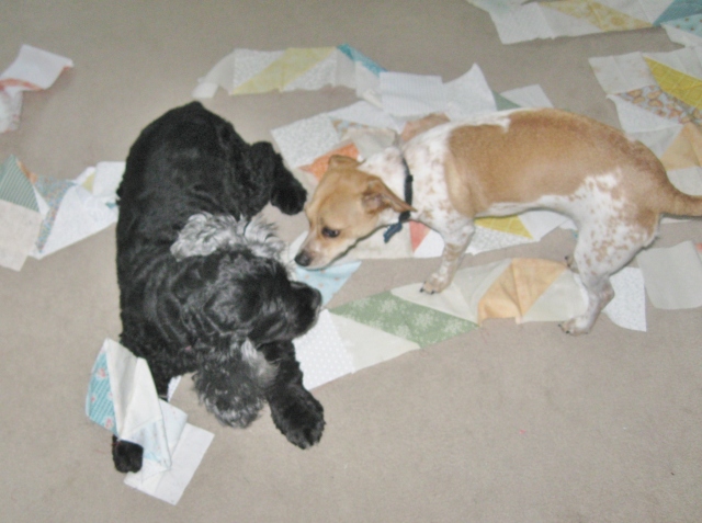 dogs in unfinished quilt blocks