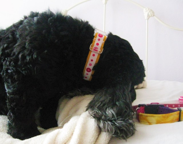 dog sniffing collar