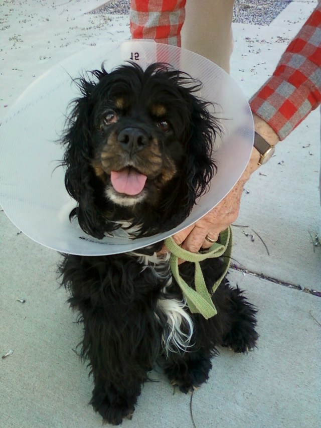 Don't let the cone fool you ... she's good at finding a way into your lap!