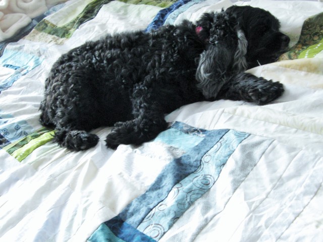 dog on rail fence quilt