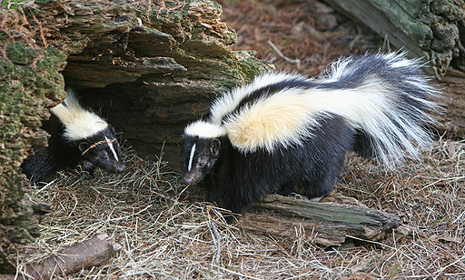 Skunk image by birdphotos.com (taken from Wikipedia)